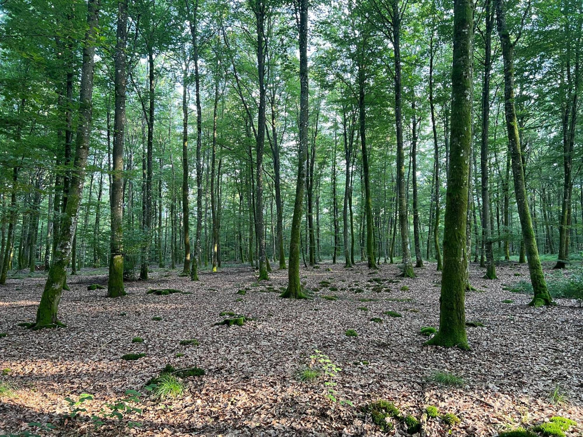 Appartamento Aux Songes D'Elise Belmont  Esterno foto